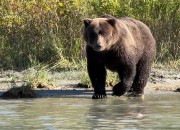 crescent-lake-bears-1