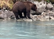 crescent-lake-bears-10