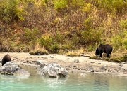 crescent-lake-bears-11