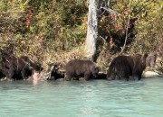 crescent-lake-bears-2