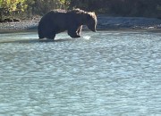 crescent-lake-bears-3