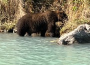 crescent-lake-bears-4