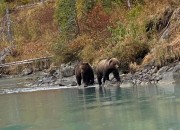 crescent-lake-bears-7