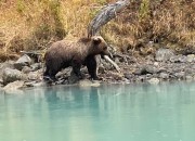 crescent-lake-bears-8