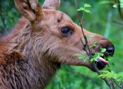 wild-life-and-view-at-lodging-4