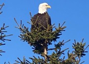 wild-life-and-view-at-lodging-5