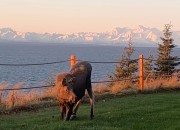 wild-life-and-view-at-lodging-7